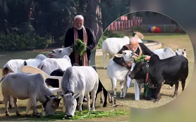 पीएम मोदी ने मकर संक्रांति पर गायों को चारा खिलाया,पोंगल में बच्ची को शॉल भेंट की