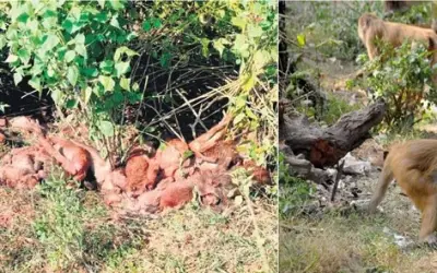 उत्तराखंड के देहरादून में 15 बंदरों की संदिग्ध मौत से मचा हड़कंप