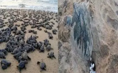 ओड़िशा के समुद्री बीच पर लाखों की संख्या में अंडे देने पहुंचा कछुओं का दल