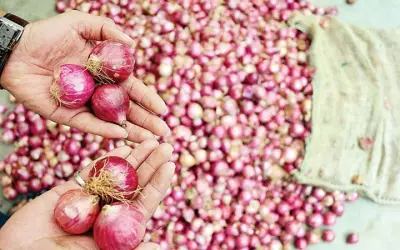 फिर रुलाएगा प्याज का भाव