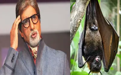 कोरोना के माहौल में बिग बी के घर में घुसा चमगादड़