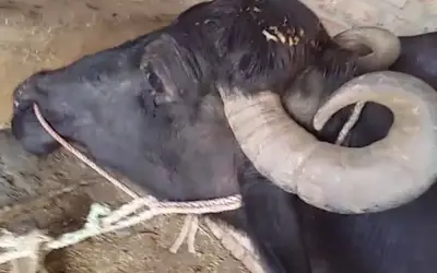 भैंस से टकराई गाड़ी, एक की मौत सात घायल