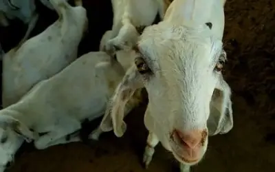 बकरी के विवाद में पड़ोसी ने पड़ोसी का गुप्तांग काटा