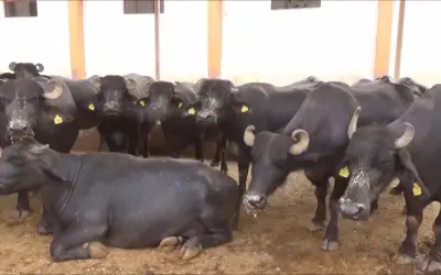 मुज़फ्फरनगर में लुटेरे 18 भैसों को लूट ले गए