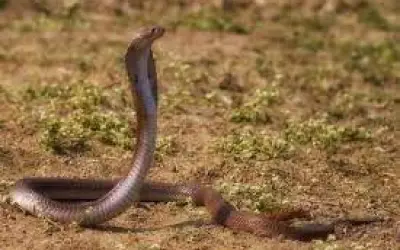 बच्चे को सांप ने डंसा तो पिता ने उसे बंधक बनाया
