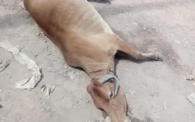 गाय को बचाने में तीन महिलाओं की मौत