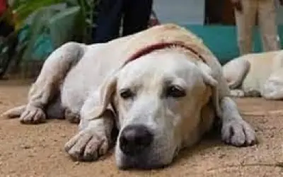 कुत्ते से दुष्कर्म करनेवाला पहुंचा सलाखों के पीछे