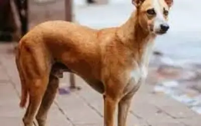 कुत्ते की मौत से आहत लड़की ने जान दी