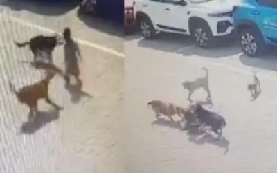 आवारा कुत्तों के झुंड ने ली मासूम की जान