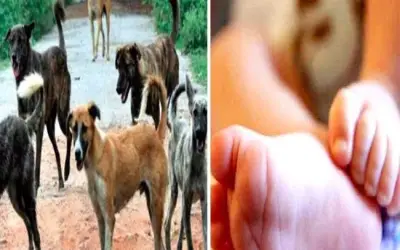 मासूम बच्ची को आवारा कुत्तों ने मार डाला