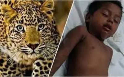 तीन साल की बच्ची को मुंह में दबाकर ले जा रहा था तेंदुआ, मां ने कुछ ऐसे बचाई बेटी की जान