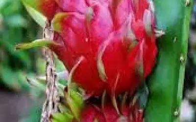 ड्रैगन फ्रूट फेस्टिवल से बदलेगी यूपी के किसानों की किस्मत