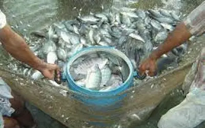 पेट्रोलियम की बढ़ती कीमतों से गोवा के मछली उद्योग पर भारी असर