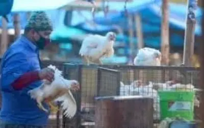 बर्ड फ्लू से विलुप्त प्रजातियों पर ख़तरा
