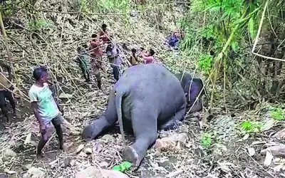 आकाशीय बिजली ने  ली असम में 18 हाथियों की जान