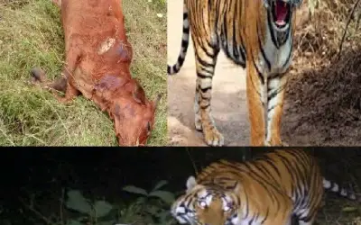 हिंगोली के किसानों में आसमानी आफत के बाद बाघ के आतंक का साया
