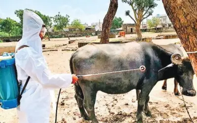 नई बीमारी कांगो से गुजरात के पशुओं की ठाणे में नो एंट्री