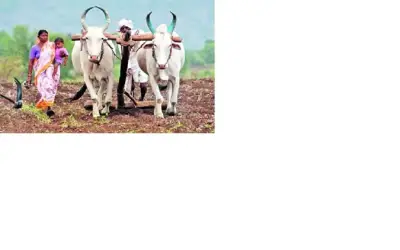नमो शेतकारी महा सम्मान निधि को महाराष्ट्र सरकार ने दी मंजूरी, अब किसानों को मिलेंगे 6 हज़ार रूपए