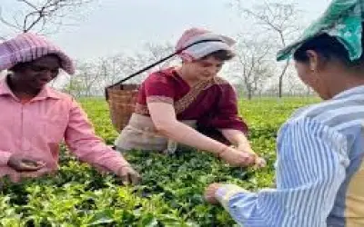 असम के चाय बागान में पहुंचीं प्रियंका गांधी