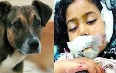 रेबीज से पांच मौतें, सिर्फ 40 दिनों में छह हज़ार से अधिक कुत्तों के काटने के मामले