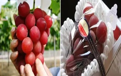 लाल अंगूर के एक दाने की कीमत 35 हज़ार