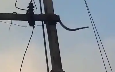 ट्रांसफार्मर पर चढ़े सांप को करंट लगा फिर हुआ धमाका