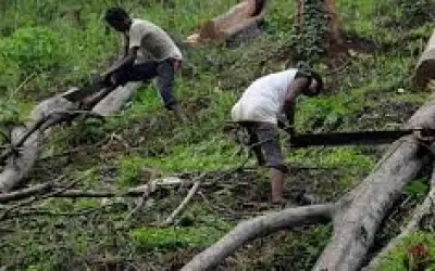 औरंगाबाद में बालासाहेब के स्मारक के लिए पांच हज़ार पेड़ बाधक