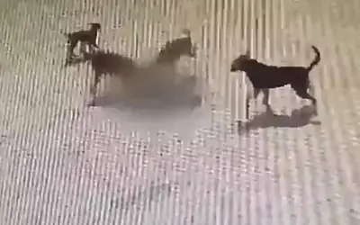 आवारा कुत्तों ने ली बच्चे की जान