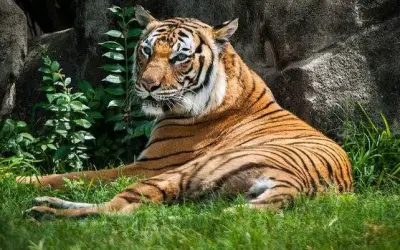 इंसानों से जानवर तक पहुंचा कोरोना वायरस