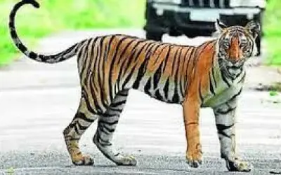 बाघ की मौत के मामले में कार चालक के खिलाफ मुकदमा दर्ज
