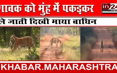 शावक को मुंह में पकड़कर ले जाती दिखी माया बाघिन