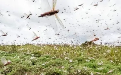 पाकिस्तान से आए टिड्डों ने राजस्थान में किया सैकड़ों बीघा फसल बर्बाद