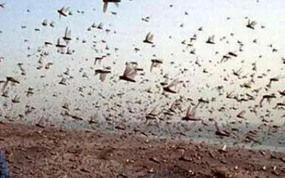 पाकिस्तानी टिड्डों ने राजस्थान में मचाया आतंक