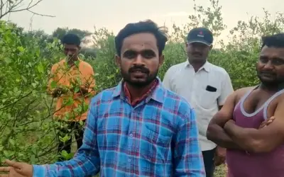 बैमौसम बारिश से नींबू की फसल को हुआ नुकसान, किसान ने मांगा मुआवजा
