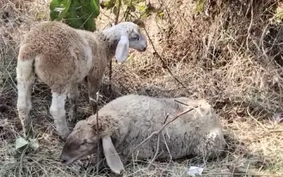 पालघर : ट्रक ने 14 भेड़ों को कुचला