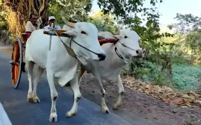 बिना अनुमति बैलगाड़ी दौड़ का किया आयोजन, पुलिस ने दर्ज किया मुकदमा