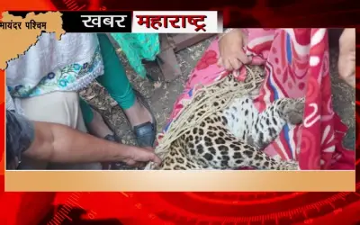 Rescue operation of leopard hidden in drain near railway barrack