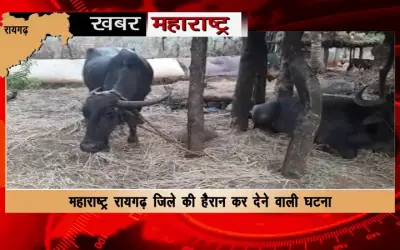 Farmer's 11 buffaloes died in a single day in Raigad