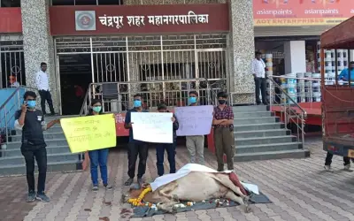चंद्रपुर शहर में मनपा की बड़ी लापरवाही, इलाज के अभाव में गाय ने तोड़ा दम