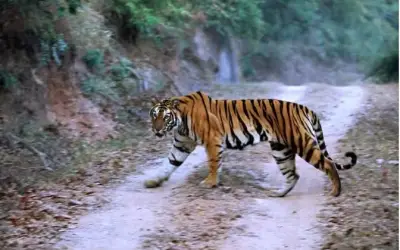 पशुओं को चराने गए युवक को बाघ ने बनाया अपना शिकार, मौके पर मौत