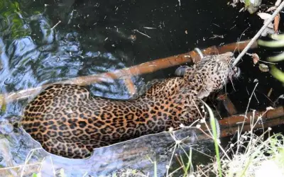 महाराष्ट्र में 40 फीट गहरे कुएं में गिरी मादा तेंदुआ, ज्यादा खून बहने से मौत